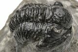 Detailed Gerastos Trilobite Fossil - Morocco #226633-3